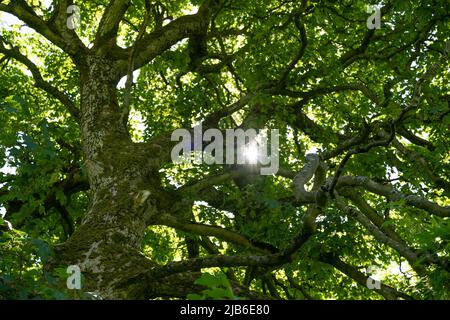 Sunlight streaming through lush green canopy of mature tree branches Stock Photo