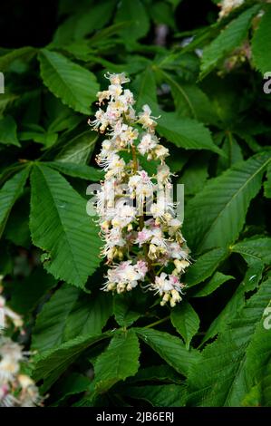 Pyramidal spikes of white flowers on Horse chestnut tree, blossom in the garden , Ireland Stock Photo