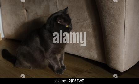 Scared surprised British blue fluffy cat on a beige background. Stock Photo