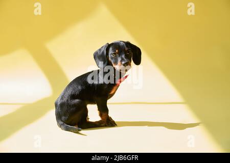 Side view of black, little dachshund with brown paws and neck puppy sitting, looking at camera. Cute, small puppy playing, having rest. Isolated on yellow studio background. Stock Photo