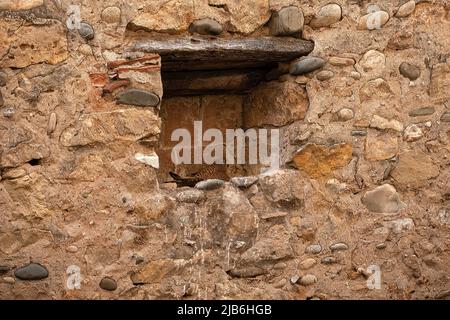 Hidden Kestrel nesting place in urban areas Stock Photo