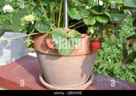Strawberries plant in pots in garden. Beautiful red mature strawberry on a fresh branch in garden. Bright juicy ripe strawberries in the garden. Stock Photo