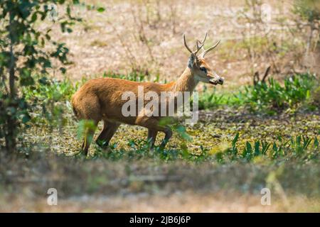 Marsh deer in Pantanal forest environment, Pantanal , Mato Grosso, Brazil. Stock Photo