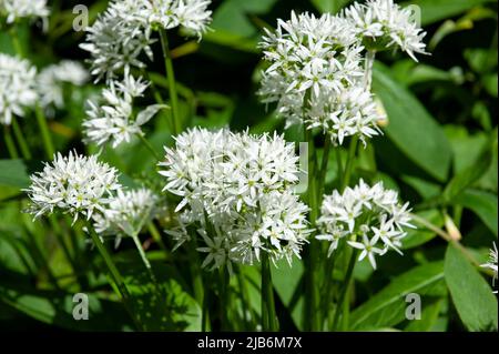 White Flowers of Ramsons or Wild Garlic Plant Allium ursinum Stock Photo