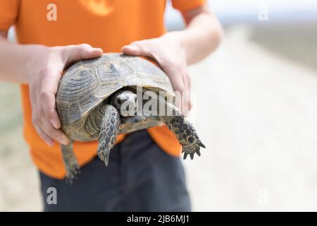 Boy holding Greek tortoise (Testudo graeca) on a dirt road in Vashlovani National Park, Georgia Stock Photo