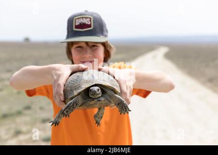 Happy boy holding Greek tortoise (Testudo graeca) on a dirt road in Vashlovani National Park, Georgia Stock Photo