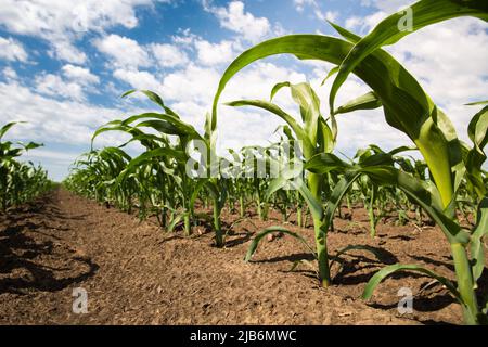 Rows of sunlit young corn plants on a moist field Stock Photo