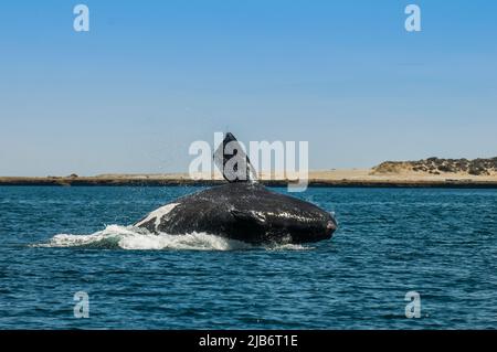 Right Whale jumping , Eubalaena Autralis, Glacialis, Patagonia , Peninsula Valdes, Patagonia, Argentina. Stock Photo