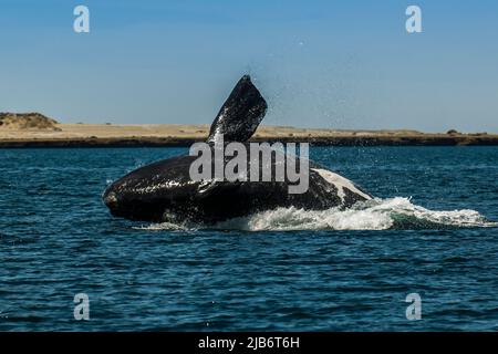 Right Whale jumping , Eubalaena Autralis, Glacialis, Patagonia , Peninsula Valdes, Patagonia, Argentina. Stock Photo