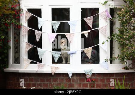 Leicester, Leicestershire, UK. 3rd June 2022.  A dog looks from behind bunting during the Knighton Church Road street party to celebrate the Queen's Platinum Jubilee. Credit Darren Staples/Alamy Live News.