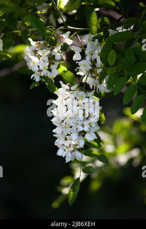 Acacia flowers on a branch with green leaves, white flowers in the sun on a black background. Stock Photo