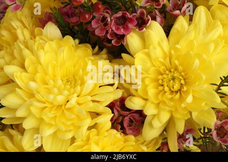 Bouquet of large yellow chrysanthemums with small burgundy flowers. Closeup. Stock Photo