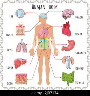 Human body medical infographics with person silhouette and organs vector illustration Stock Vector