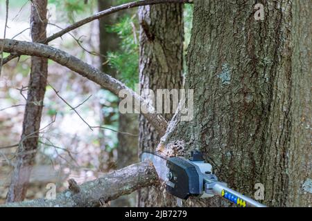 A man with a saw cuts a branch of a tree in the garden Stock Photo