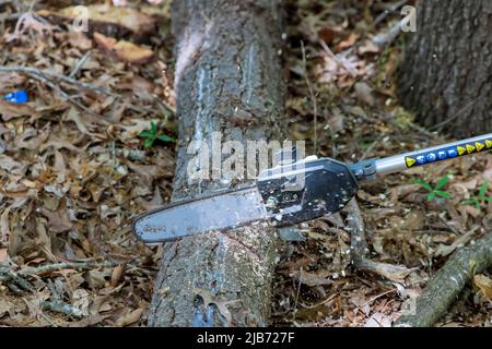 Lumberjack cutting trees using an chainsaw in forest Stock Photo