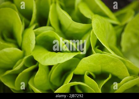 A close-up shot of a garden lettuce plant. Stock Photo