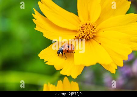 ladybug on yellow flower Stock Photo