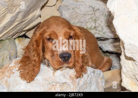Cute four month old male English puppy cocker spaniel relaxing between the rocks of the Black Sea coast,Bulgaria Stock Photo
