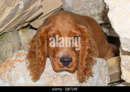 Cute four month old male English puppy cocker spaniel relaxing between the rocks of the Black Sea coast,Bulgaria Stock Photo