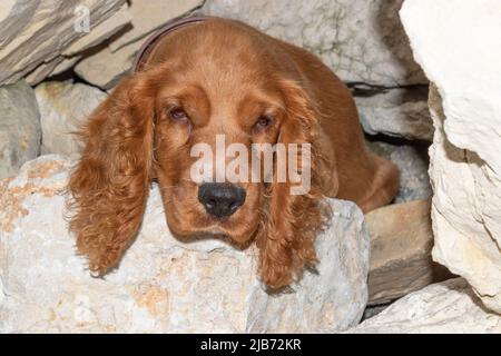 Cute four month old male English puppy cocker spaniel relaxing between the rocks of the Black Sea coast,Bulgaria Stock Photo
