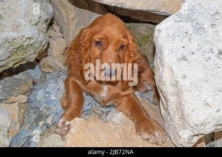 Cute four month old male English puppy cocker spaniel relaxing between the rocks of the Black Sea coast,Bulgaria Stock Photo