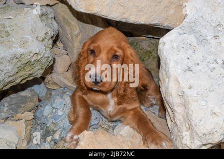 Cute four month old male English puppy cocker spaniel relaxing between the rocks of the Black Sea coast,Bulgaria Stock Photo