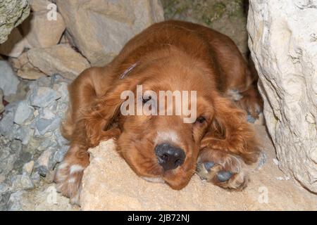 Cute four month old male English puppy cocker spaniel relaxing between the rocks of the Black Sea coast,Bulgaria Stock Photo