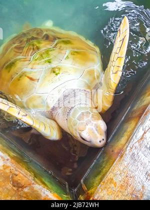 White albino sea turtle hawksbill sea turtle loggerhead sea turtle ...