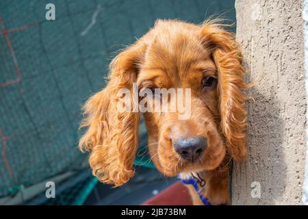 Cute puppy four month old English Cocker Spaniel resting tired Stock Photo