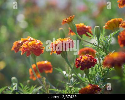 Tagetes erecta ornamental and medicinal plant with orange and yellow flowers. Stock Photo