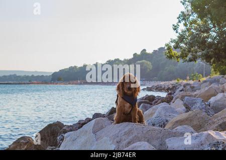 Cute four month old male English puppy cocker spaniel standing on a rocky beach at nice summer day Varna Bulgaria Stock Photo