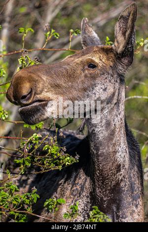 Young American Moose (Alces alces) Feeding on Shrubs in Spring Stock Photo