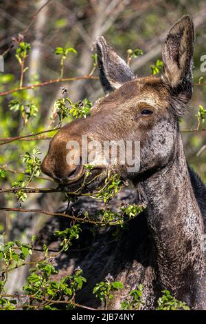 Young American Moose (Alces alces) Feeding on Shrubs in Spring Stock Photo