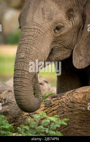 Elephant close up eating Stock Photo