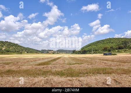 A close up of a dry grass field. High quality photo Stock Photo