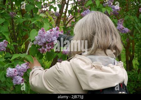 Nature photographer in action. Lady in travel takes flower photos of the lilacs with a photo camera with a lens made in Japan. Stock Photo