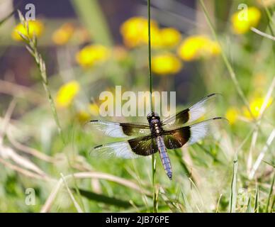 Widow Skimmer Male. Foothills Park, Santa Clara County, California, USA. Stock Photo
