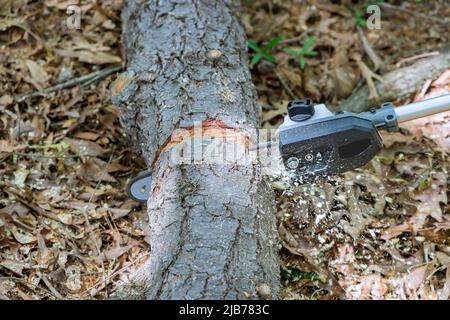 Professional lumberjack is cutting trees using a chainsaw Stock Photo