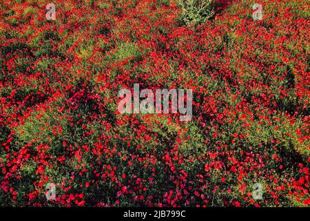 Flowering poppy field. Aerial top view. Wild red flowers Stock Photo