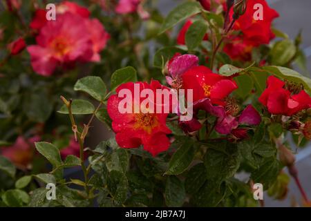 Close up of Rosa of Rosa Red Thing, seen outdoors in the garden. Stock Photo