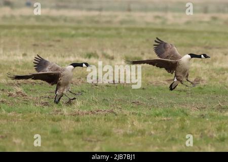 2 Canada Geese landing in synchronicity in a field Stock Photo