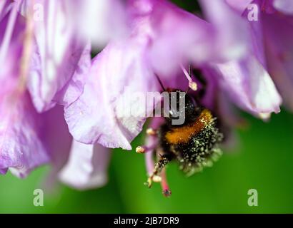A bumblebee pollinating a pink flower. The bee has pollen on its back as it feeds from the flower. The bumble bee has black and yellow stripes. Stock Photo