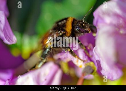 A bumblebee pollinating a pink flower. Close up macro shot of the bee walking across the flower with focus on head. Stock Photo