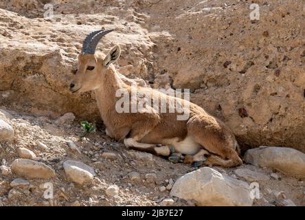 The mountain goat Oreamnos americanus lying on the rock, also known as the Rocky Mountain goat, is a hoofed mammal endemic to mountainous areas. Close Stock Photo