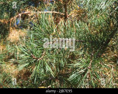 A branch of a pine tree, close-up shot. Coniferous needles. Stock Photo