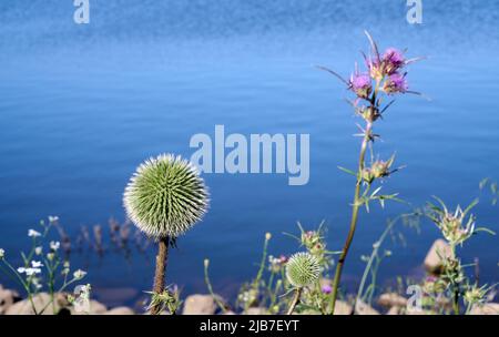 Large thistle inflorescences. Thistle (lat. Carduus) is a genus of plants in the family Compositae, or Compositae. Early morning on the lake.