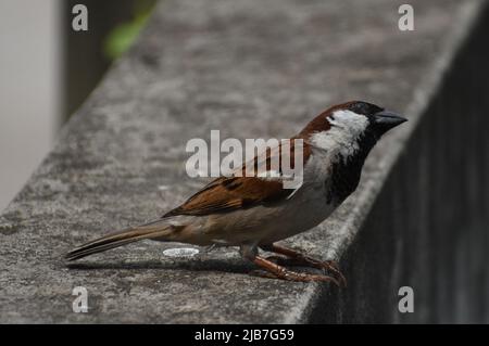 Sparrow Stock Photo