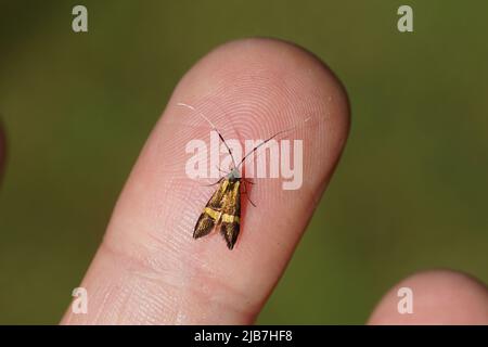 Closeup female Longhorn Moth (Nemophora degeerella). Family Adelidae. Resting on a finger. Dutch garden, June Stock Photo
