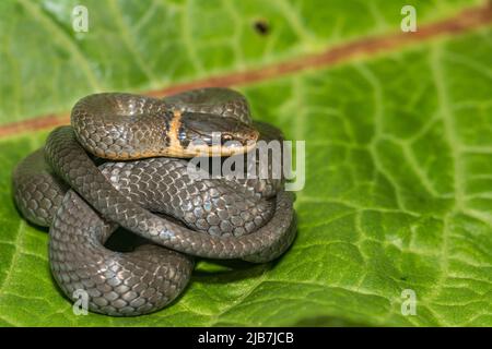 Northern Ringneck Snake - Diadophis punctatus edwardsii Stock Photo