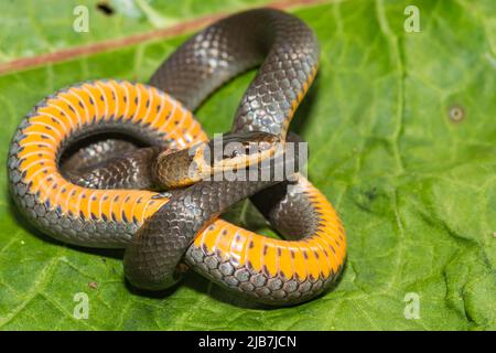 Northern Ringneck Snake - Diadophis punctatus edwardsii Stock Photo